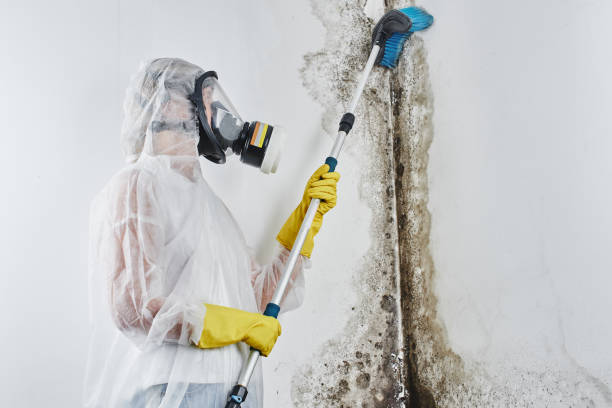 Mold Testing and Removal in Gleed, WA