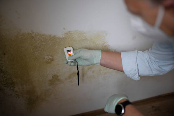 Best Black Mold Removal  in Gleed, WA