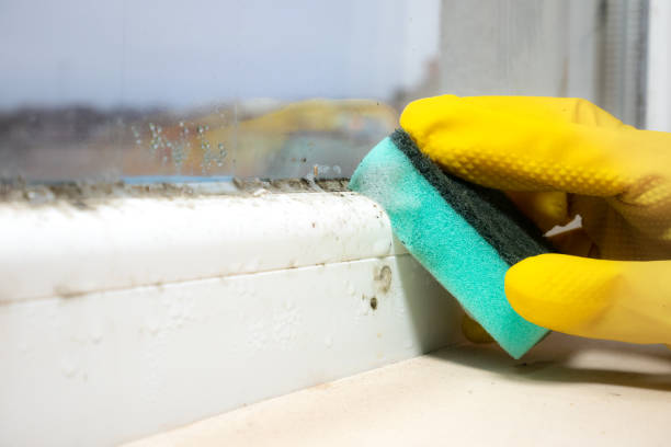 Best Residential Mold Removal  in Gleed, WA
