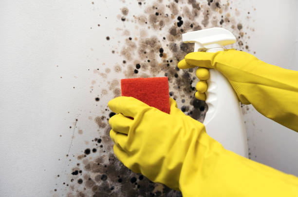 Best Same-Day Mold Removal  in Gleed, WA