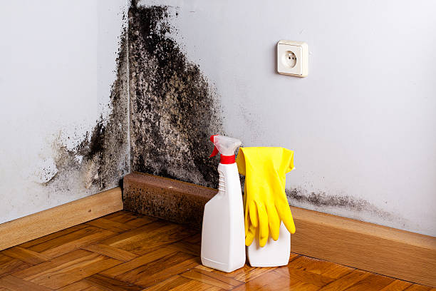Best Office Mold Removal Services  in Gleed, WA